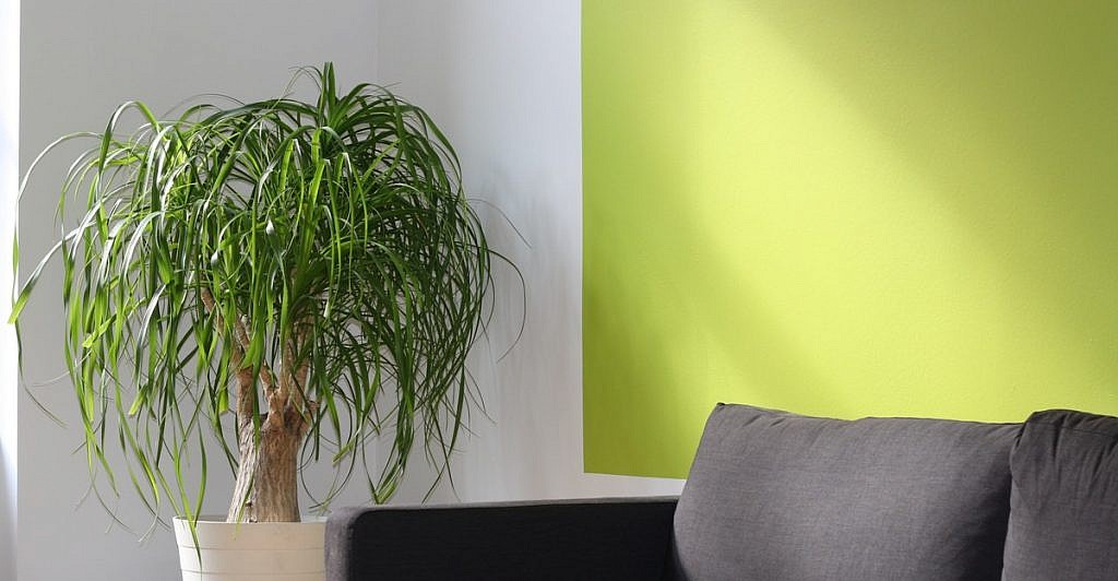 How to Paint an Accent Wall in 6 Easy Steps | Dolly Blog